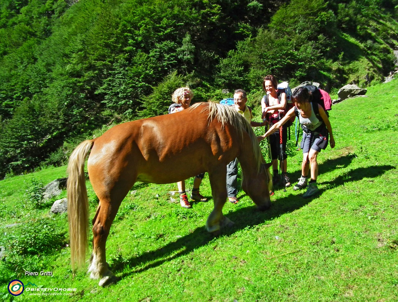 12 cavalli al pascolo.JPG